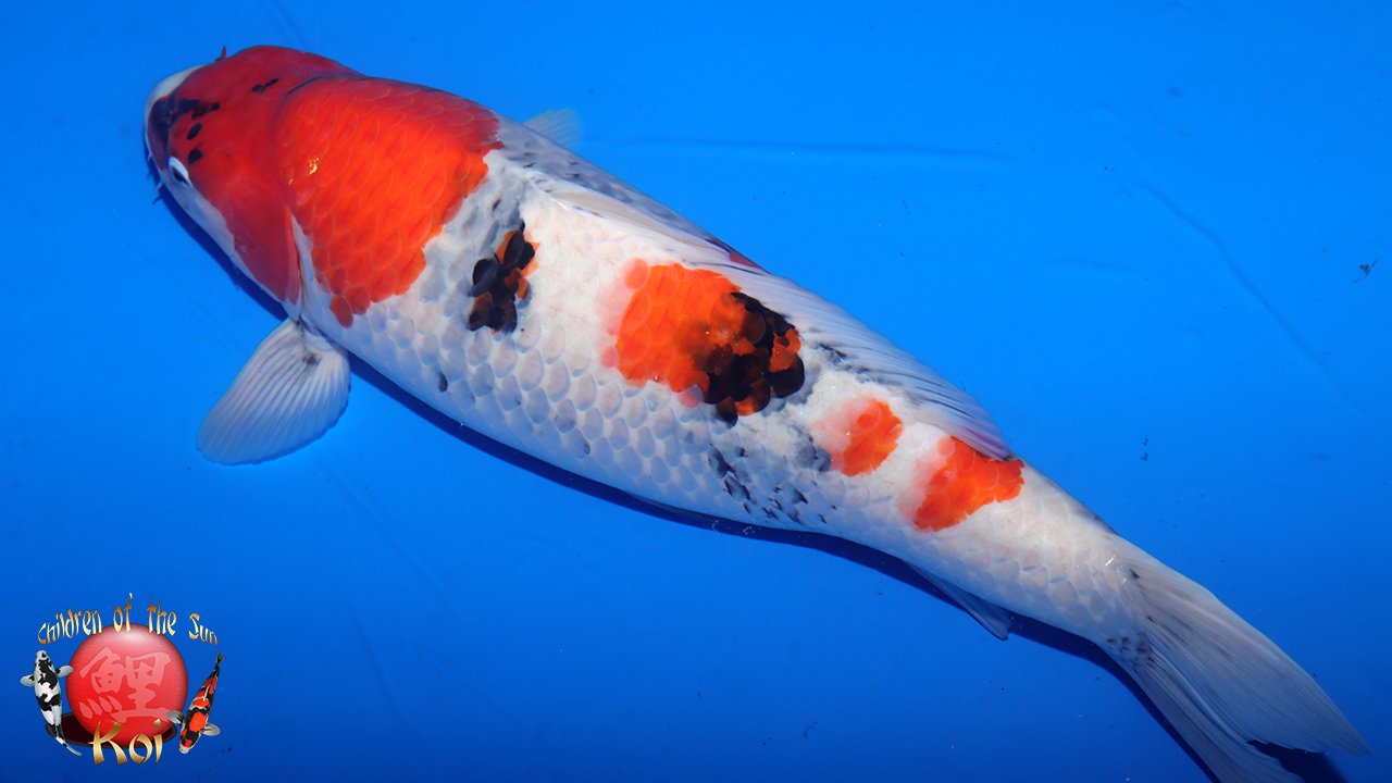 Isa Sansai Tancho Showa — Children of the Sun Koi - Japanese Koi